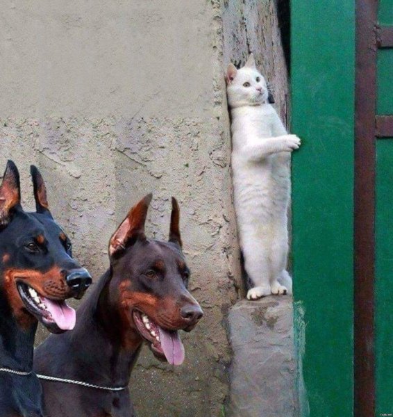 Доберман собака