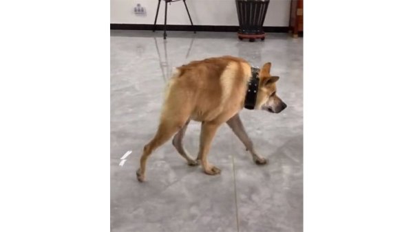 Собака без шеи