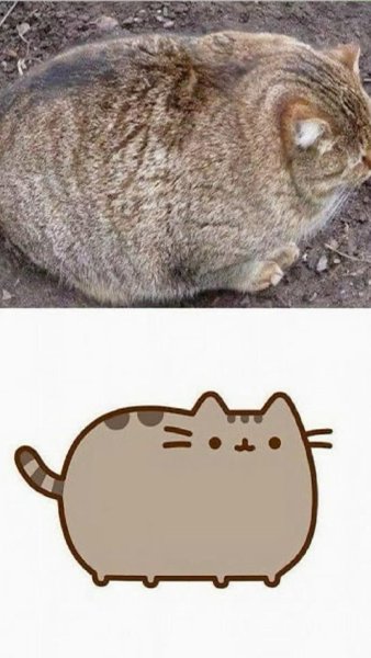 Кот Пушин в реальной жизни