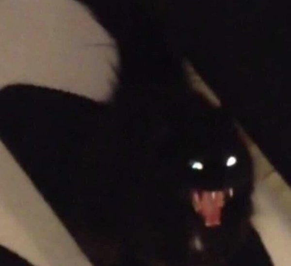 Страшный черный кот