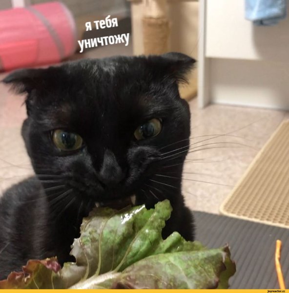 Салатный кот