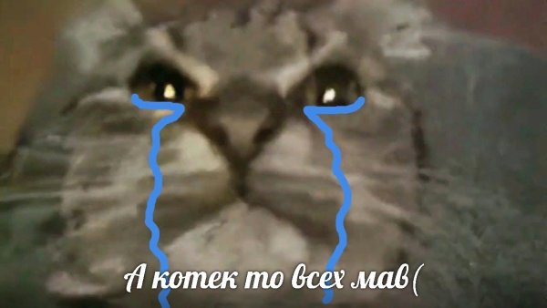 Кит кот Мем