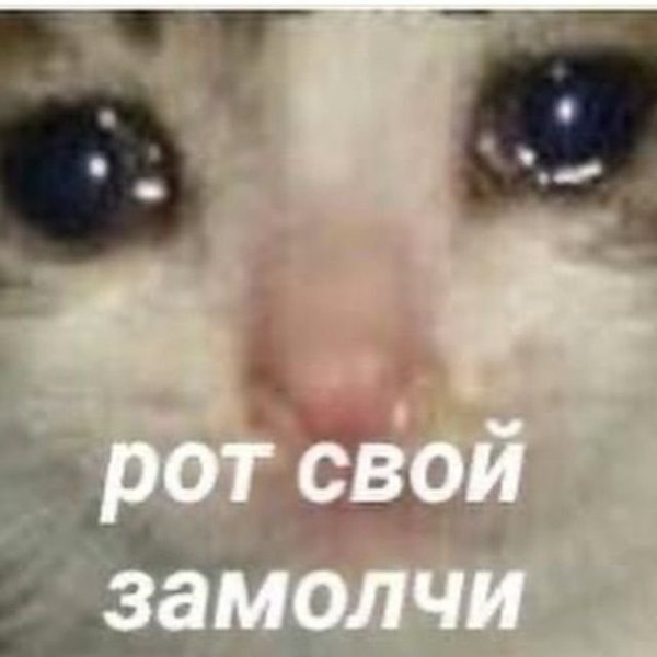 Плачущий кот из мема