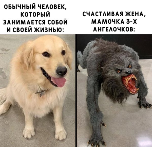 Мем с собакой и злой собакой