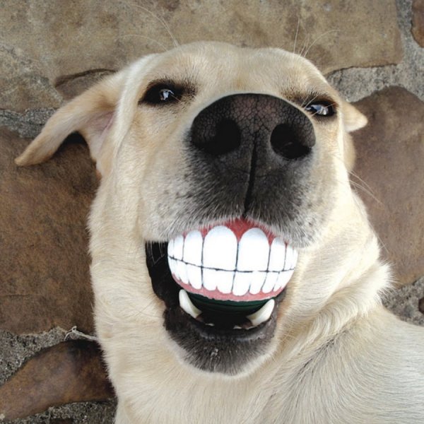 Собака улыбается