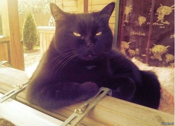Жирный наглый чёрный кот