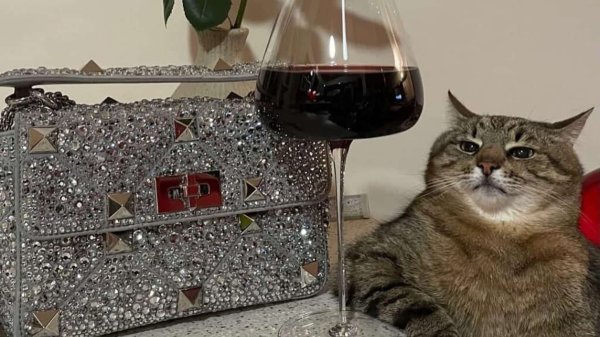 Кот блоггер Степан