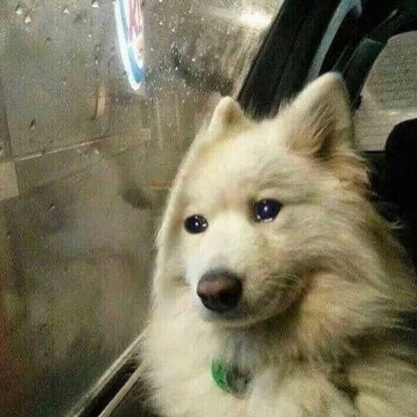 Мемы с грустной собакой