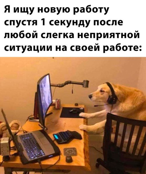 Собака сидит за компьютером