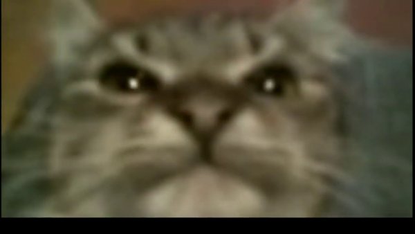 Кит ты маму мав