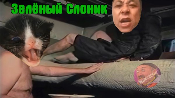 Котик китаец