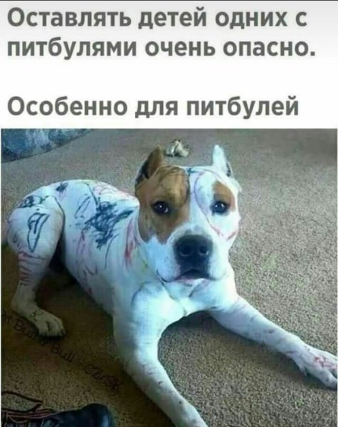 Приколы про питбулей