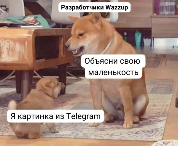 Объясни свою маленькость кот