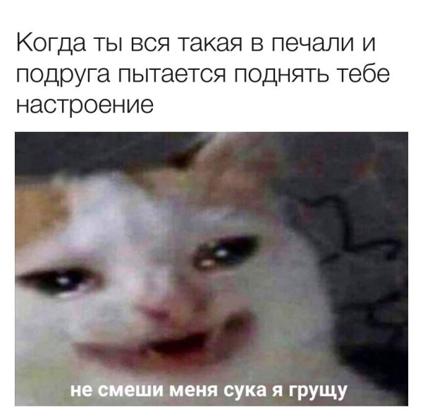 Котик плачет мемы