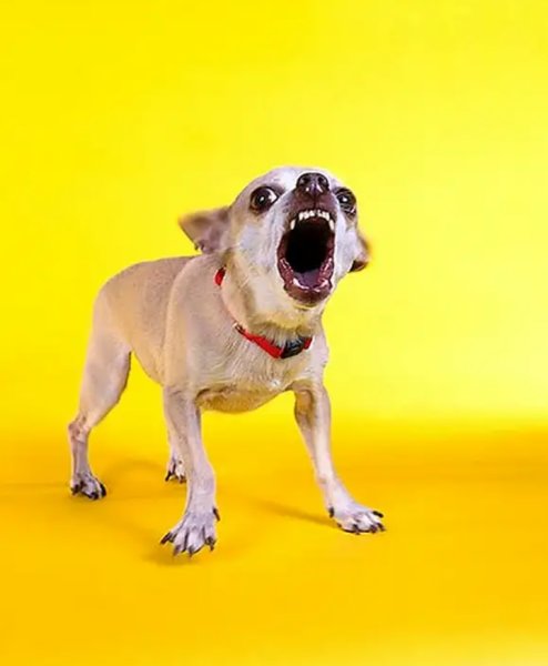 Кричащая собака