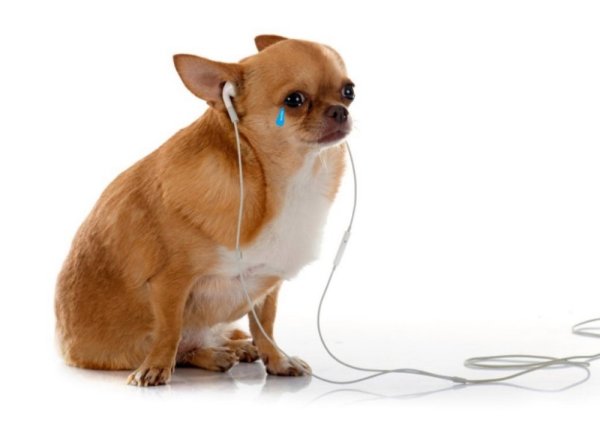 Чихуахуа Мем