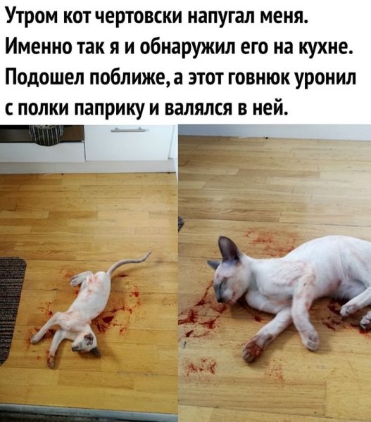 Весёлые мемы для поднятия настроения с надписями