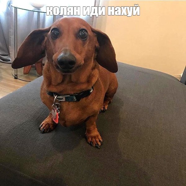 Жирная такса