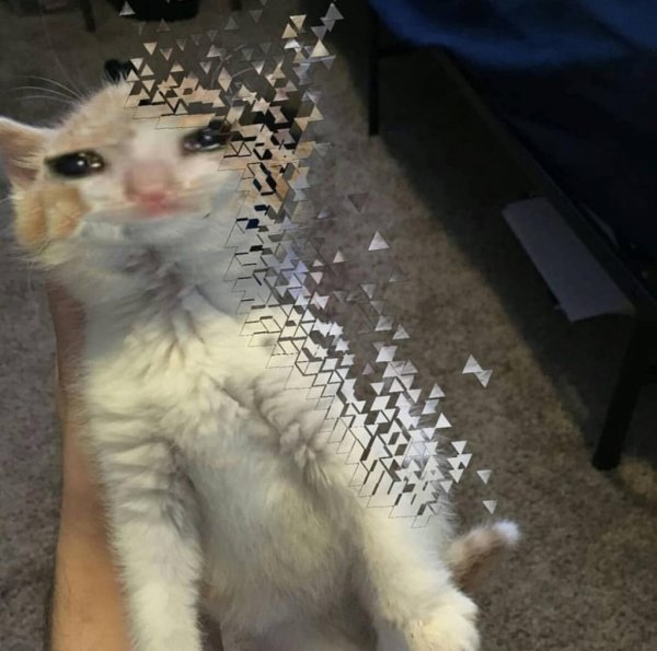 Исчезающий кот