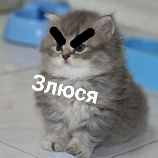 Катик злюся
