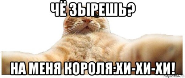 Котик hehe