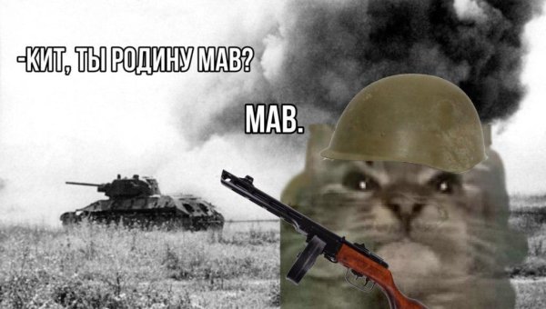 Кот на войне