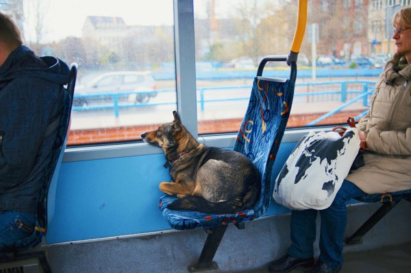 Собака в общественном транспорте