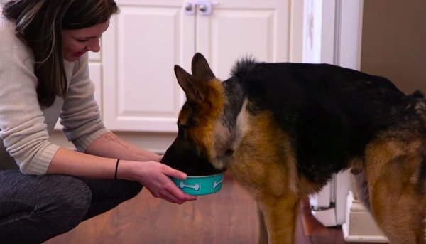 Сутулая овчарка Квазимодо