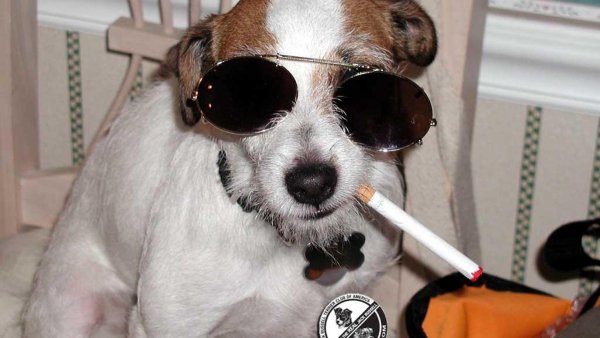 С собакой джек рассел