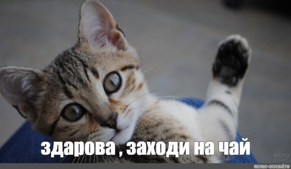 Кот МАУ Мем