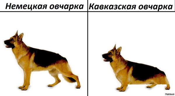 Овчарка Мем