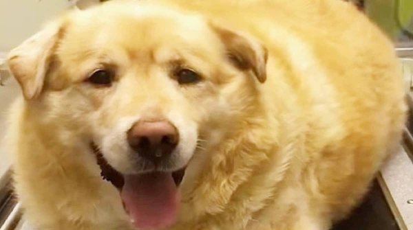 Толстые собаки