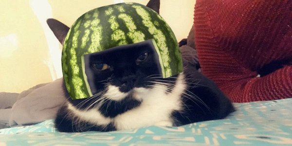 Кот в каске