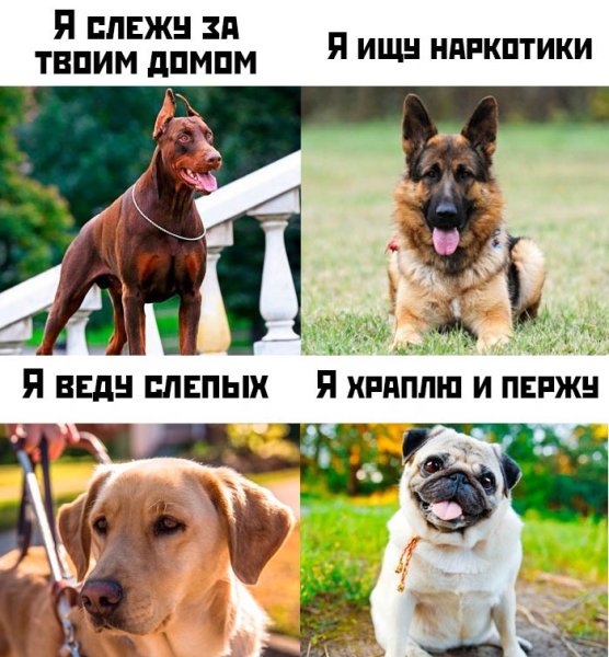 Прикольные мемы с собаками