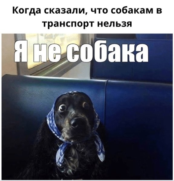 Мемы с собаками