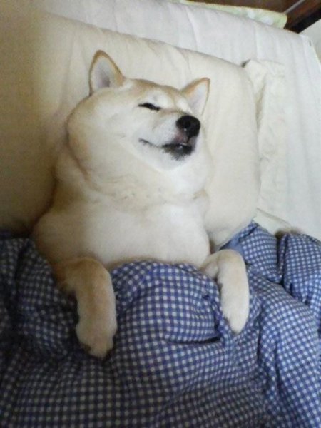 Собака спит