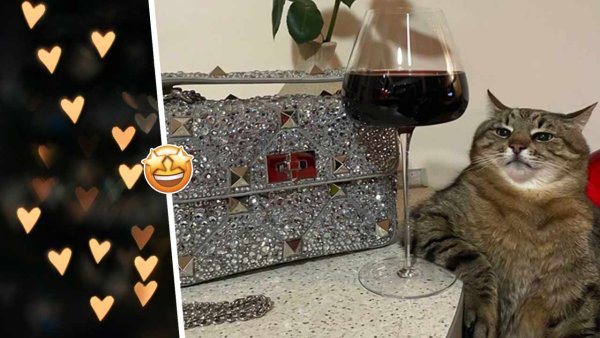 Кот Степан с бокалом