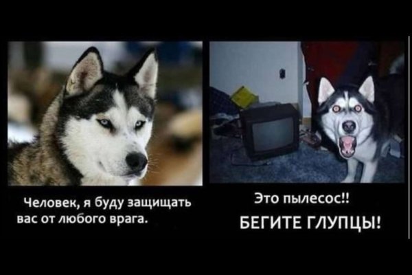 Прикольные хаски с надписями