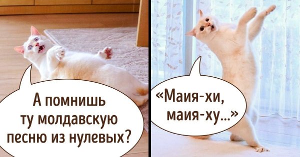 Кот танцует Мем