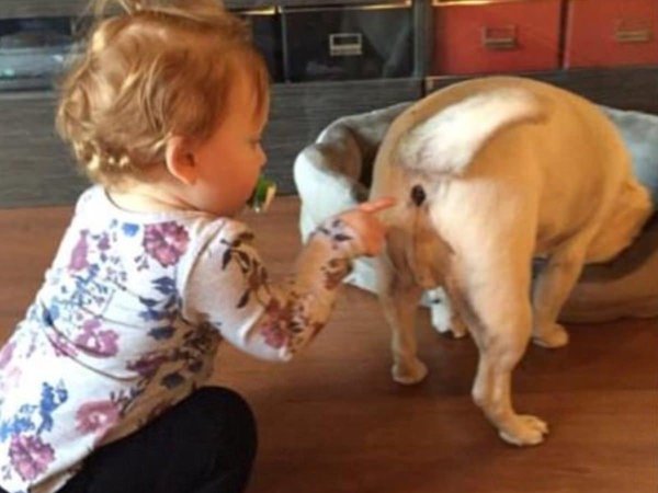 Смешные ролики про животных