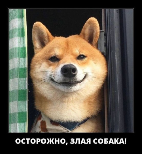 Собака-улыбака порода сиба-ину