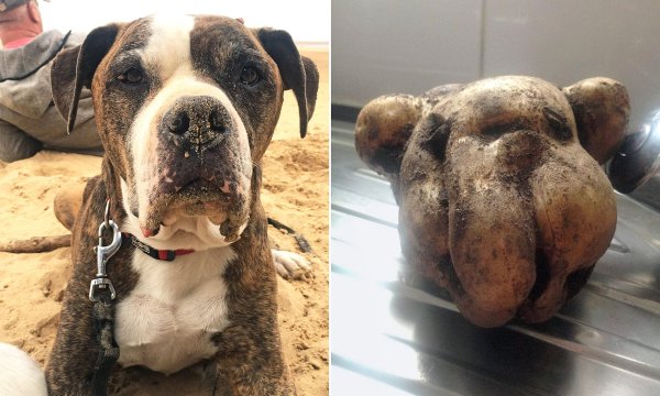 Потато дог