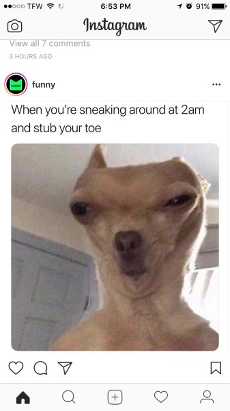 Собака подозревака