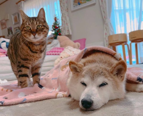 Упитанный сиба ину