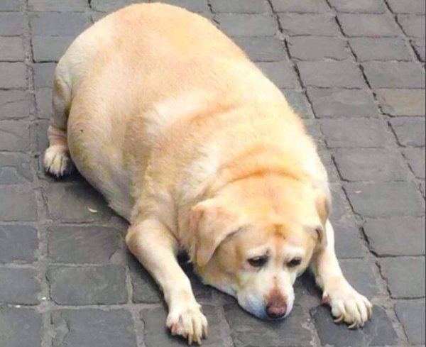 Лабрадор ретривер толстый