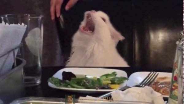 Кот за столом