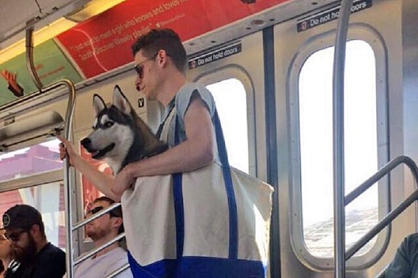 Большая собака в сумке в метро