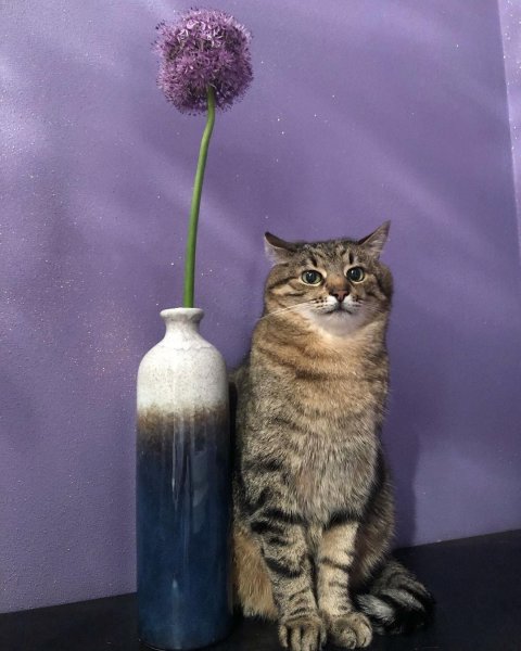 Кот Степан из Харькова