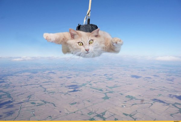 Летающие коты
