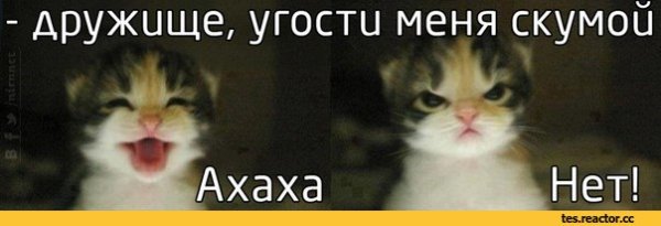 Котик ха ха ха